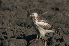 Buizerd, 2e kj.-Lauwersmeer 7-3-2010