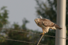 Buizerd-Eemshaven 20-9-2008