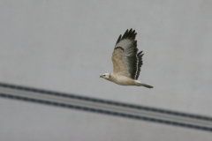 Buizerd-Eemshaven 24-9-2008