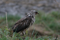 Buizerd-Groningen-prov. 15-11-2009