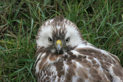 Buizerd, 1e kj. -Groningen-prov. 16-11-2008