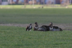 Buizerd-Groningen-prov. 28-2-2016