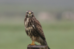 Buizerd-Zuidlaardermeergebied 27-8-2008