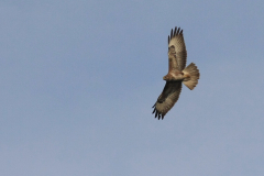 Buizerd-Zuidlaardermeergebied 8-4-2015