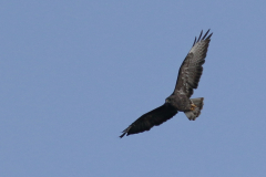 Buizerd, adult -Gelderland 3-9-2021