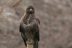 Buizerd, adult -Groningen-prov. 31-1-2009 b