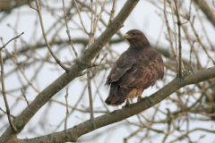 Buizerd, adult -Lauwersmeergebied 3-2-2008