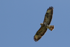 Buizerd, adult -Schiermonnikoog 18-5-2021