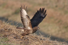 Buizerd, adult 1  Groningen-kust 7-12-2023