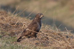 Buizerd, adult  Groningen-kust 7-12-2023