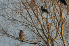 Buizerd en Bonte kraai-Lauwersmeer 12-12-2007