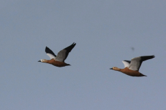 Casarca 1-Lauwersmeer 13-9-2011