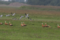 Casarca 1-Lauwersmeer 2-9-2009