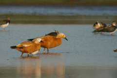 Casarca 1-Lauwersmeer 24-9-2023