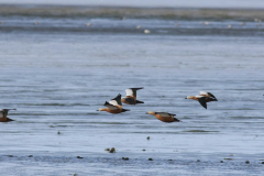 Casarca-Lauwersmeer 13-9-2011 2