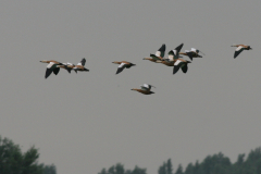 Casarca-Lauwersmeer 2-9-2009