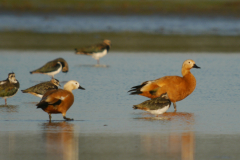 Casarca-Lauwersmeer 24-9-2023