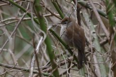 Cetti's zanger 1-Flevoland 8-4-2021