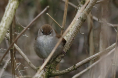 Cetti's zanger 2-Flevoland 8-4-2021