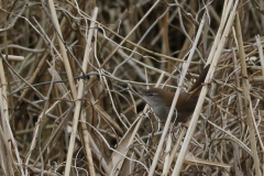 Cetti's zanger 4-Flevoland 8-4-2021