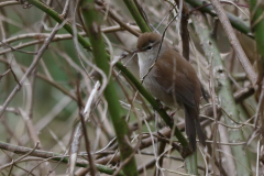 Cetti's zanger 5-Flevoland 8-4-2021