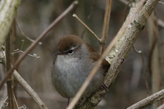 Cetti's zanger-Flevoland 8-4-2021