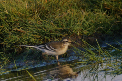 Citroenkwikstaart juv. 2-Lauwersmeer 20-8-2016 b