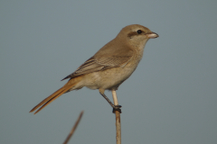 Daurische klauwier-Texel, 1e kj.  2-10-2011 b