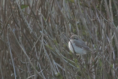 Daurische of Turkestaanse klauwier, 2e kj. ♀ 3  Texel 11-10-2014