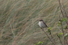 Daurische of Turkestaanse klauwier, 2e kj. ♀  Texel 11-10-2014