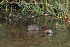 Dodaars met juv.-Groningen-stad 17-9-2011