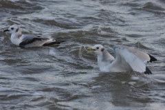 Drieteenmeeuw 1-Eemshaven 6-1-2012