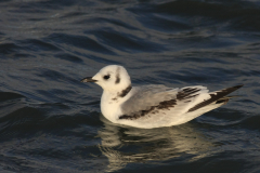 Drieteenmeeuw 1-Lauwersoog 30-12-2011