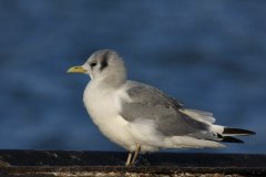 Drieteenmeeuw 3-Lauwersoog 30-12-2011