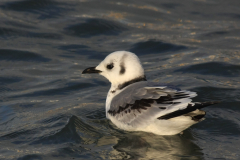 Drieteenmeeuw-Lauwersoog 30-12-2011