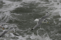 Drieteenmeeuw-Waddenzee 4-1-2014