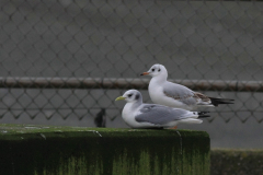 Drieteenmeeuw en Kokmeeuw-Eemshaven 11-1-2012