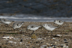 Drieteenstrandloper 1-Eemshaven 15-10-2023