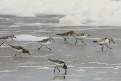 Drieteenstrandloper 1-Terschelling 26-5-2014