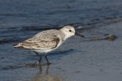 Drieteenstrandloper 1-Texel 11-10-2010