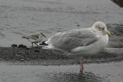 Drieteenstrandloper 1-Texel 6-10-2010