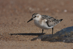 Drieteenstrandloper, 1e kj. 1-Vlieland 17-9-2012