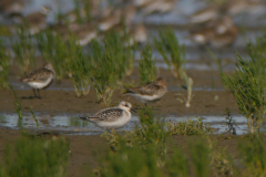 Drieteenstrandloper, 1e kj. en Bonte strandloper Friesland-kust 23-8-2021