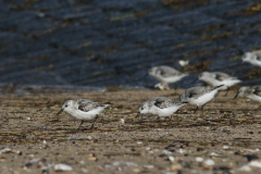 Drieteenstrandloper 2-Eemshaven 15-10-2023