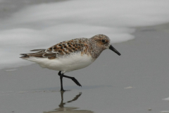 Drieteenstrandloper 2-Terschelling 26-5-2014 a