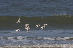 Drieteenstrandloper 2-Texel 11-10-2010