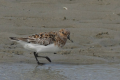 Drieteenstrandloper 3-Terschelling 26-5-2014