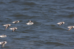 Drieteenstrandloper 3-Texel 11-10-2010