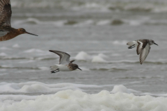 Drieteenstrandloper en Rosse grutto 1-Terschelling 26-5-2014