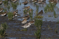 Drieteenstrandloper, Bontbekplevier en Bonte strandloper Friesland-kust 23-8-2021